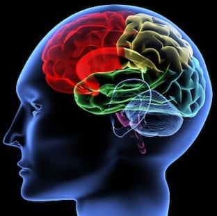 Illustration of the human brain, highlighting the importance of neuroscience in board exam studies.